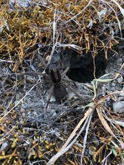 Lycosidae