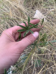Lupinus caudatus caudatus