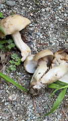 Lyophyllum decastes