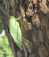 Microcentrum rhombifolium
