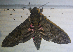 Agrius cingulata