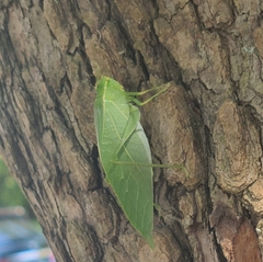 Microcentrum rhombifolium