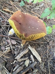 Phylloporus