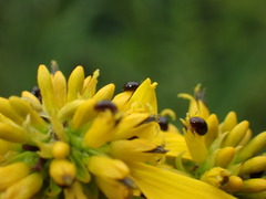 Olibrus