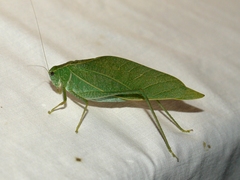 Microcentrum rhombifolium
