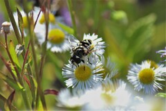 Eristalis dimidiata