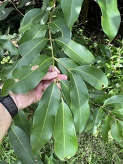 Syzygium cumini