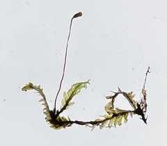 Fissidens dubius