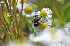 Eristalis dimidiata