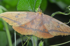 Eacles imperialis nobilis