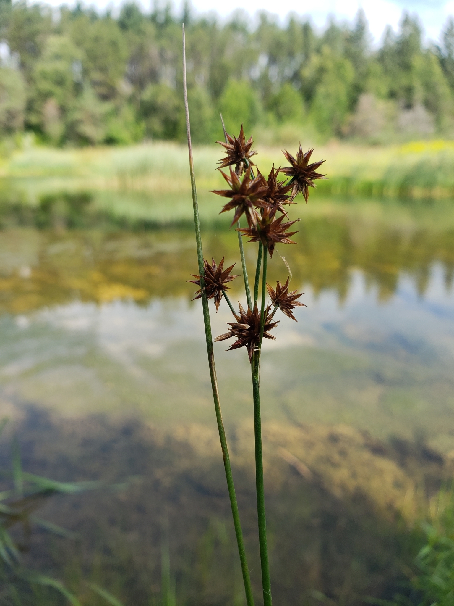 Juncus nodosus