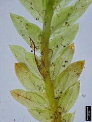Fissidens dubius