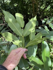 Syzygium cumini