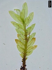 Fissidens dubius