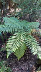 Dicksonia squarrosa