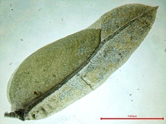 Fissidens dubius