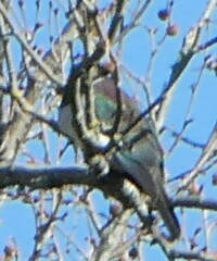 Hemiphaga novaeseelandiae novaeseelandiae