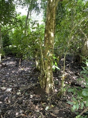Syzygium cumini