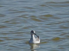 Phalaropus tricolor