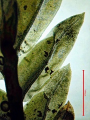 Fissidens dubius