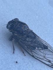 Neotibicen linnei