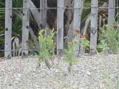 Gaillardia pulchella