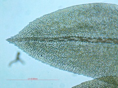 Fissidens dubius