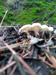 Leucocoprinus cepistipes