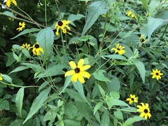 Rudbeckia