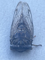 Neotibicen linnei