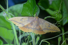 Eacles imperialis nobilis