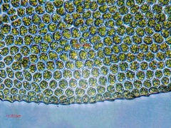 Fissidens dubius