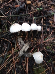 Leucocoprinus cepistipes