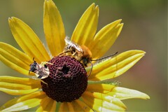 Melissodes trinodis