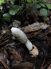 Phallus ravenelii