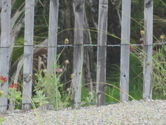 Gaillardia pulchella
