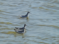 Phalaropus tricolor