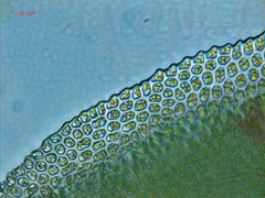 Fissidens dubius