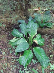 Lysichiton americanus