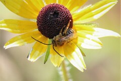 Melissodes trinodis