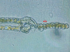 Fissidens dubius