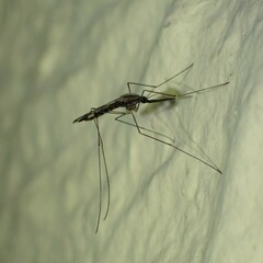 Anopheles punctipennis