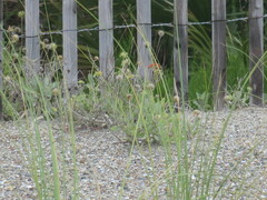 Gaillardia pulchella
