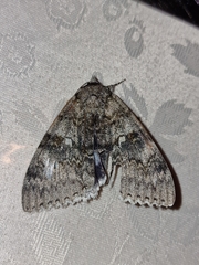 Catocala fraxini