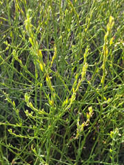 Baccharis brachyphylla