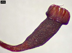 Fissidens dubius