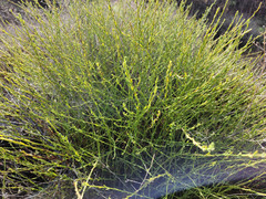 Baccharis brachyphylla