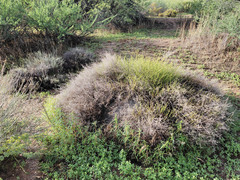 Baccharis brachyphylla