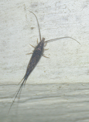 Archaeognatha