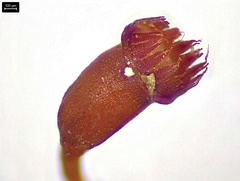 Fissidens dubius